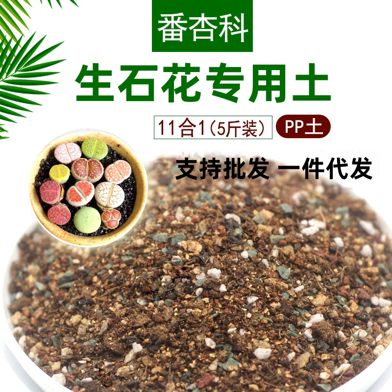 Производители оптовое поколение каменного цветка специальная почва мясо стык растение питание почва мясо конус посадка зерна почва абрикос