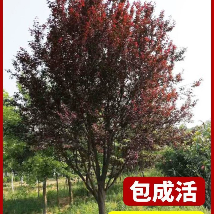 Саженцы сливы с фиолетовыми листьями, инженерные саженцы фруктов, слива с красными листьями, посадка на земле во дворе виллы, морозостойкие растения, легко кормить цветы