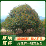 浦城丹桂 地径30公分红花桂花树 景区桂花树风景装饰 基地直售