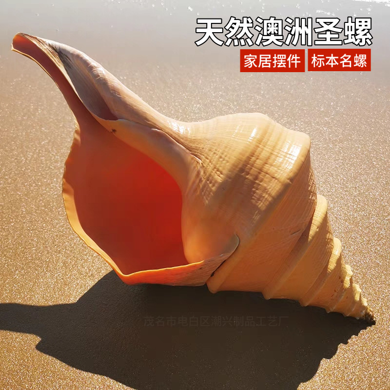 Super Australian Shengluo Australian Changxiang snail natural shell…