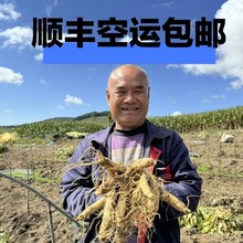 新鲜长白山鲜人参整根一件代发泡酒煲汤酒瓶参滋补品东北特产送礼