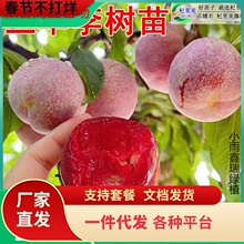 һ�����l���A���Ә�����ϱ���ͥԺ�����d�޽��X���y������������
