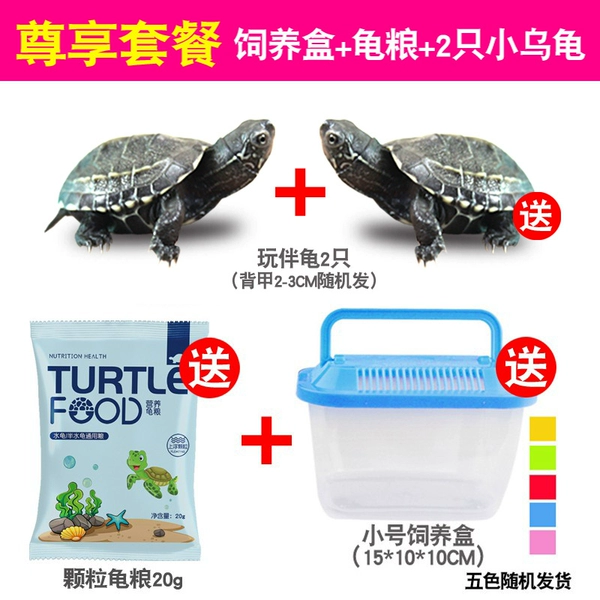Rabbing box package+2 turtles 2+20g of turtle food
