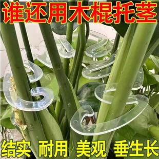Monstera Support Rod Monstera Bracket Flower Support Frame Branch Drying Gathering Clip Anti-Branch Dry Green Bamboo Fixed Flower Stand Wholesale