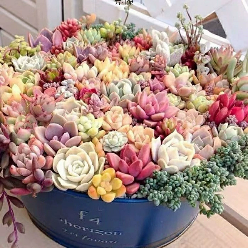 Сукуленты в маленьких горшках, оптовая продажа, зеленые растения и цветы, пакет для новичков, комбинация цветочных горшков для персиковых яиц, заводская трансграничная оптовая продажа