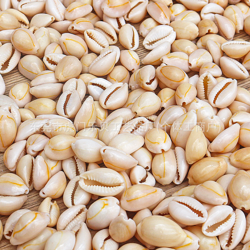 Concha Daquan natural con cera de pescado, materiales decorativos mediterráneos DIY al por mayor