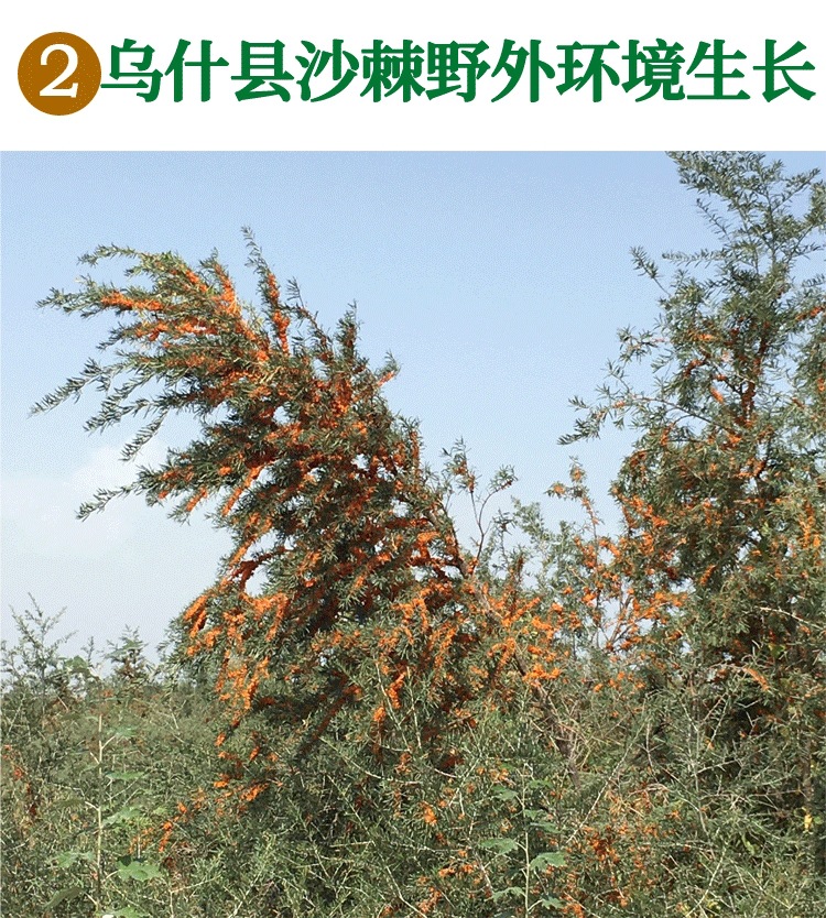 Sea Buckthorn Fruit Sha Ji 500g Wild Xinjiang Dried Berries for Tea Jam and Powder Making quality and texture