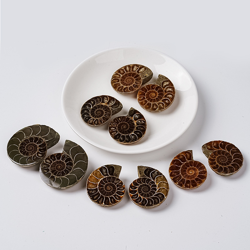 Natural Madagascar conch fossil small slice open slice conch chrysanthemum stone paleontology fossil original stone ore specimen
