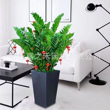 金钱树盆栽摇钱树盆景室内植物客厅镇宅树办公室钱串子前台招财树