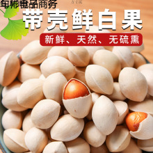 年新鲜白果子银杏果生百果仁无漂白带壳白果批发徐州邳州特产
