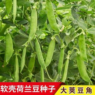 Soft-Pod Snow Pea Seeds Are Sown in Spring, Summer and Autumn. Large-Pod Beans, Peas and Carob Seeds Are Farm Vegetable Seeds