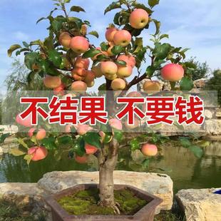 ���԰����O��������Ϸ������ļ��̨ˮ������Թ���Nֲ����Y��