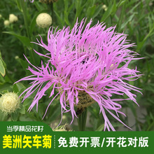 精品美洲矢车菊种子可切花非洲矢车菊花篮矢车菊室内外阳台庭院