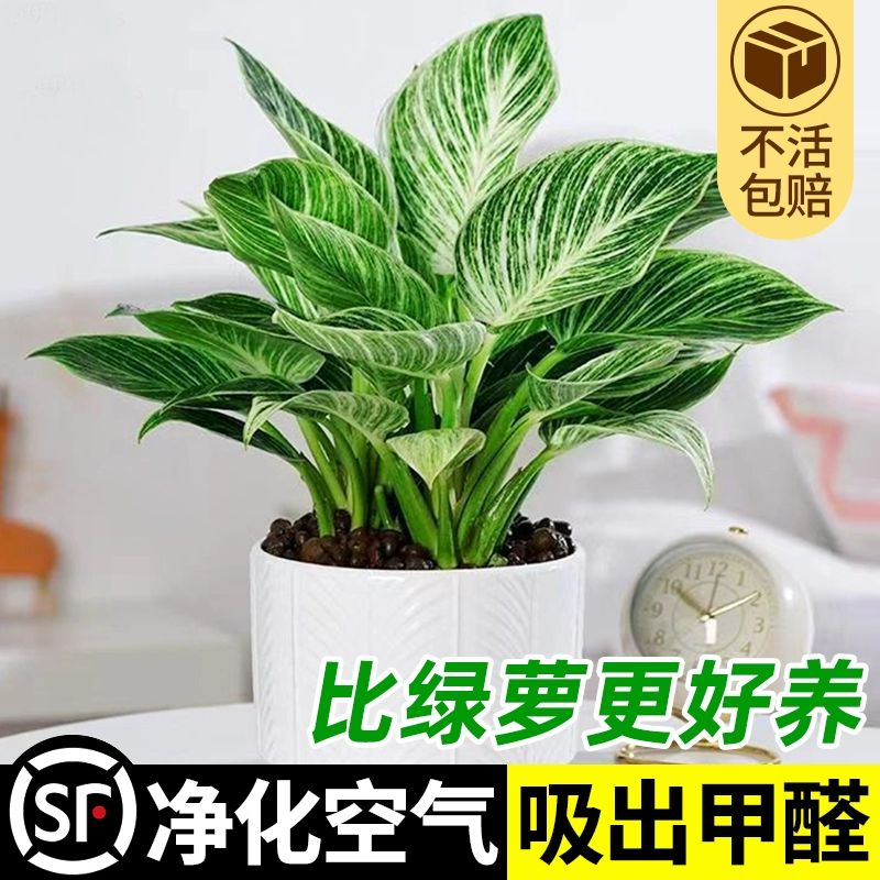 Гидропонная платиновая алмазная парча, зеленая принцесса, комнатное растение в горшке, скандинавское зеленое растение, поглощающее формальдегид, летнее учебное растение