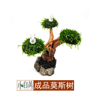 Finished Moss Tree Moss to Avoid Colonization of Purple Sand Real Aqua Living Ornamental Aqua Grass Grassage Wholesale Small Self-Ran