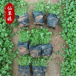 Qingzhou Base Supplies Five-Leaf Wilting Vegetables, Slope Protection Grass, Greening, Three-Leaf and Five-Leaf Wilting Vegetables, Greening Project Florals