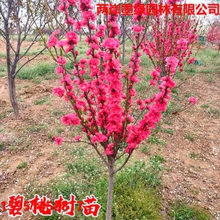 Purple Leaf Peach Saplings, Red Leaf Peach, Purple Leaf Peach, Courtyard Ornamental Tree, Landscape Tree, Greening Seedlings, Flower Plants