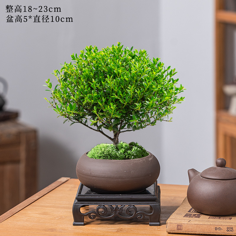 고급 작은잎 피니퍼스 + 타원형 고대 보라색 모래 화분 + 수지 사각 트레이 + 비료 [무료 이끼]