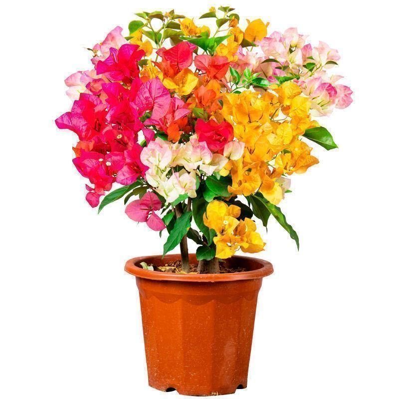 뉴 멀티컬러 접목B [강한 향] 3년근 모종 [1개 구매시 1개 증정]