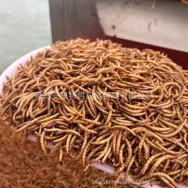 出口级微波炉烘干面包虫干黄粉虫鸟食龟粮鱼粮仓鼠零食散称可代发
