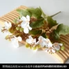 Wild Hydrangea White