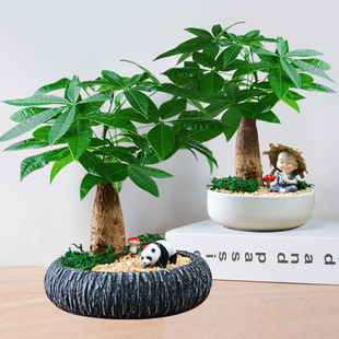 發財樹盆栽植物室內辦公室桌面擺件綠植植物卡通小盆栽