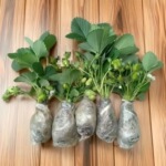 草莓秧苗四季奶油草莓苗盆栽家庭阳台种植地栽果树苗当年结果耐寒