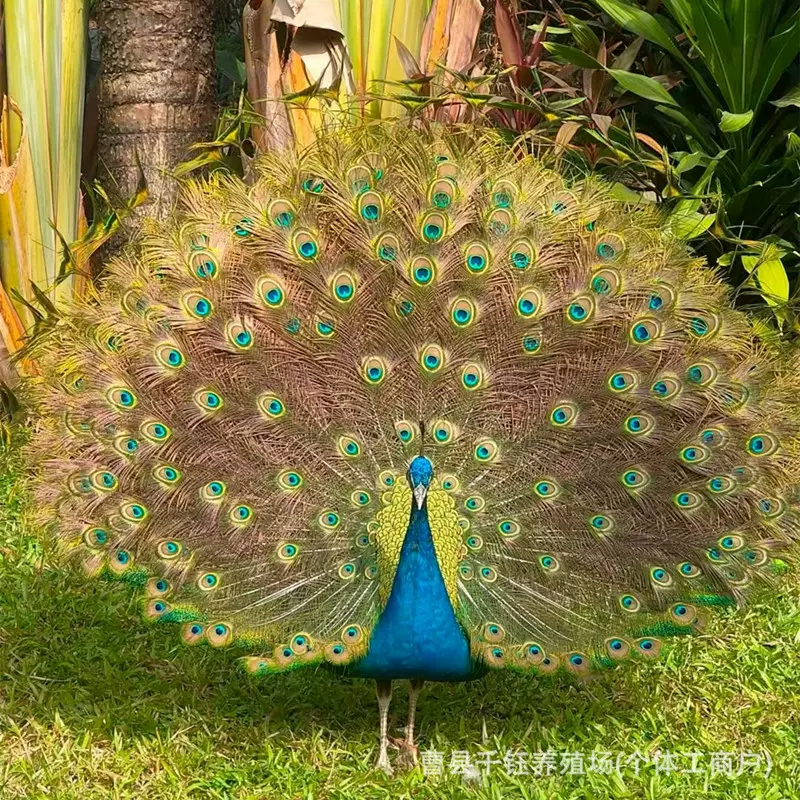 开屏蓝白孔雀哪里有卖的 孔雀活体养殖出售价格 孔雀蛋孔雀肉价格