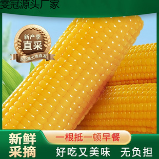 ������؛�|���S��Ŵ���װ�10֧��հ��b�SŴ�����|������