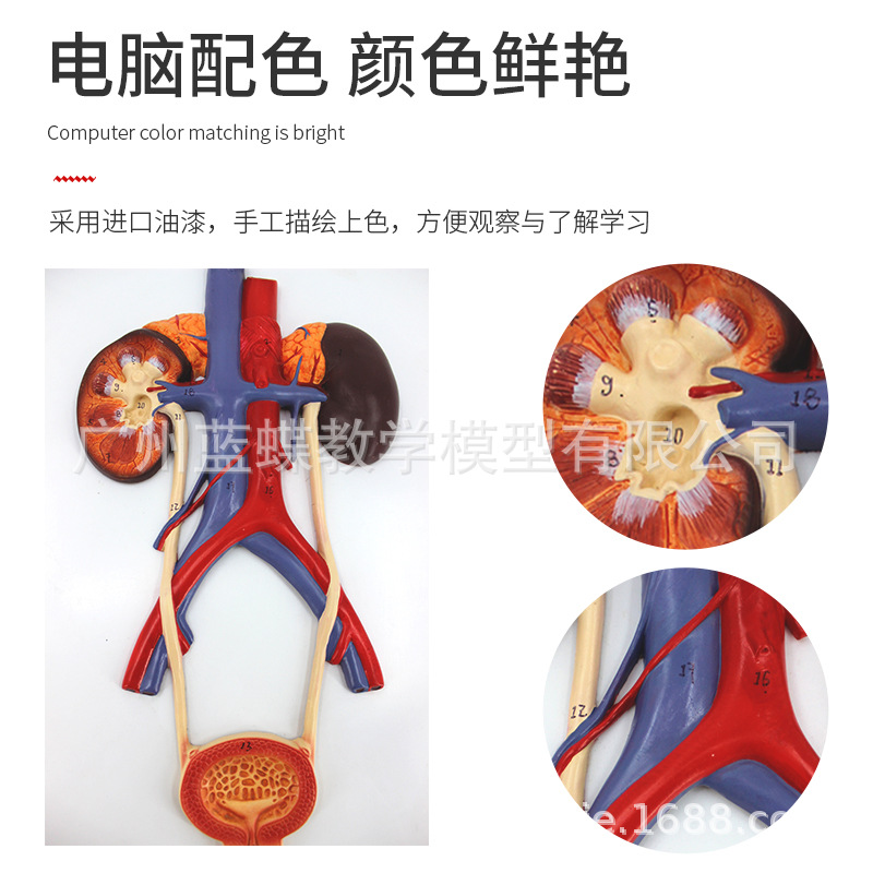 ��������ϵͳģ�� �� ����� �������ģ�� ҽѧ�����(����)