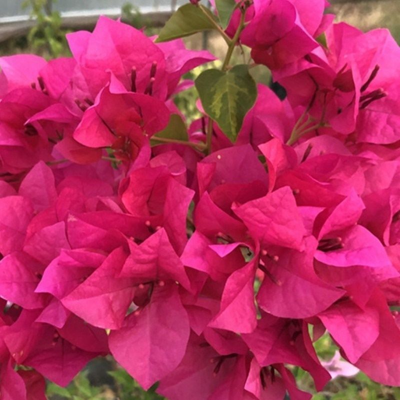 Qinhuahibiscus 老根耐寒性つる植物八重咲き四季開花鉢植え中庭観賞花バルコニー|undefined