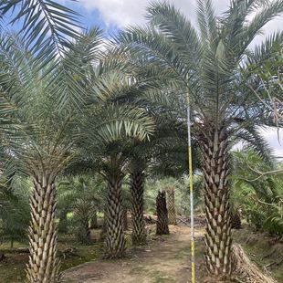 Fujian Middle East Sea Dates Wholesale Silver Sea Dates Base Price Palm Trees Complete Variety 2- 8m -Pole Transplanting