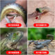 Wholesale detoxification device outdoor emergency equipment vacuum suction device portable poisonous snake mosquito bee bite detoxification device