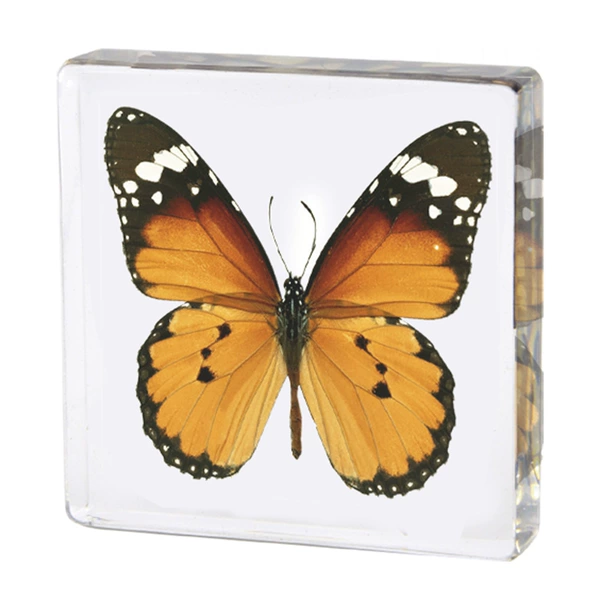 7.5 Fang Shuzhen King Butterfly