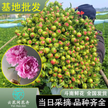 芍药花鲜花云南昆明鲜花直发花束配草油画牡丹水养斗南基地婚庆花