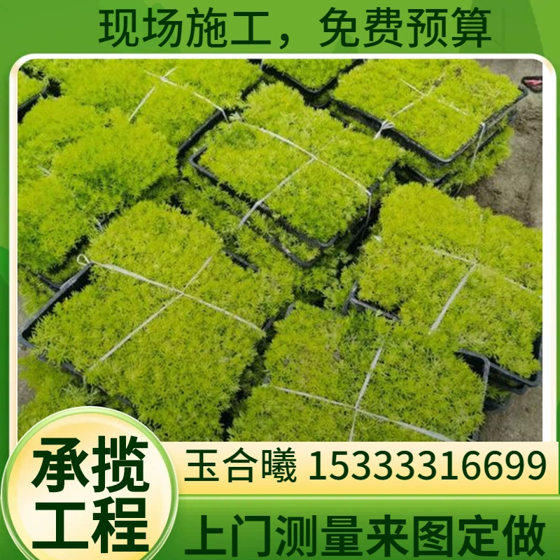 Саженцы травы седум, тонкая снежная многолетняя трава, саженцы китайской травы седум, трава седум для озеленения крыш и саженцы газонов во дворе, морозостойкие.