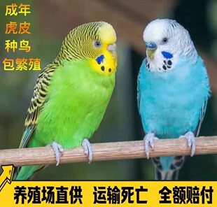 ���껢Ƥ�W�^���w�W�^�ɷ�ֳ�µ��B�����B�W�^���B���fԒС�B���B