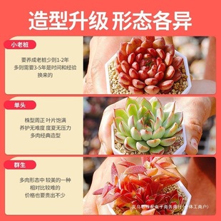 BԭֱNkҿɐֲԭԺðl؛sɫ