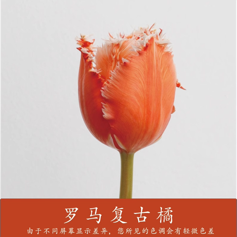 Material de embalaje de flores frescas Agente de tinción en aerosol de flores secas Salsa de ciruela negra Pintura en aerosol de flores Pintura en aerosol de flores Agente de color de flores