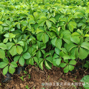 ���~���\������ɽ�� �������~���\ ��ꖽ���������Ԯ�ٱ�ֲ�����l