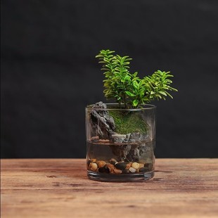 [Dragon Tooth] Phnom Penh Boxwood Finished Creative Green Plant Moss Real Plant Indoor Desktop Micro Landscape 10*10cm