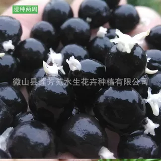 水生植物芡实种苗批发 紫花芡实种子农业养殖湿地绿化