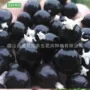 水生绿化湿地植物种苗