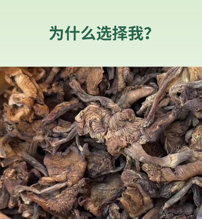 Dried Hazel Mushroom Slices Northeast China Zhen Mo 500g Wild Forest Mushroom for Soup and Stew key features