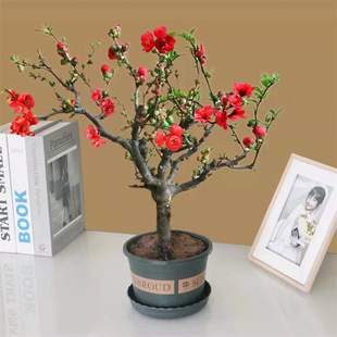 �̨�ձ��L�۹��ذ꺣�Ļ� ����ֲ�ﻨ���Ϙ��ļ����B���z����