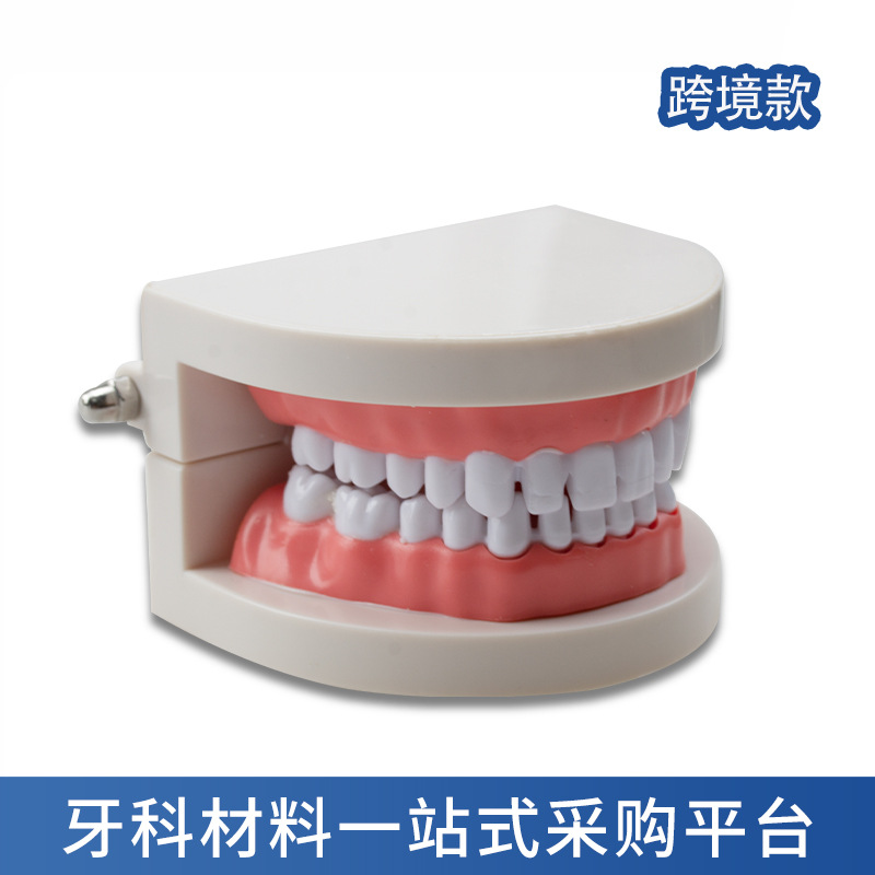Modelo dental Herramientas de ejercicios de belleza dental Ejercicios de dientes Molde de dientes de resina Modelo dental con modelo de costura dental image 1