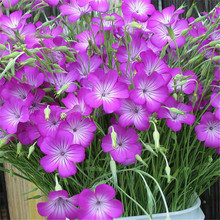 ̻NͥԺ⾰^Gͺ@ˇļN_׻