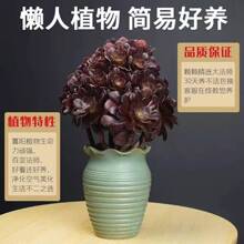 铜壶法师多肉植物多肉法师组合美杜莎黑法师万圣节欧紫韶羞铜壶绿