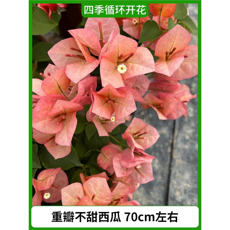 "이중 꽃잎의 달지 않은 수박은 높이가 약 70cm입니다. [사계절 꽃이 핀다] (원래 화분에서 자란다)"