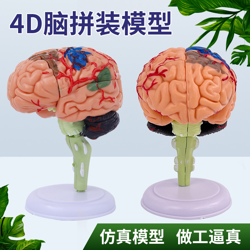 Rompecabezas de montaje de juguete órgano humano montaje modelo cerebro modelo 4D cerebro montaje modelo enseñanza medicina